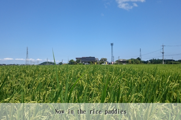 Now in the rice paddies